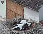 Capi_Dubne_20250709_132003.jpg