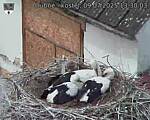 Capi_Dubne_20250709_133003.jpg