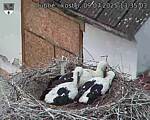 Capi_Dubne_20250709_133503.jpg
