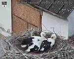 Capi_Dubne_20250709_134002.jpg