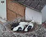 Capi_Dubne_20250709_134503.jpg