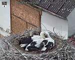 Capi_Dubne_20250709_135003.jpg