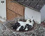 Capi_Dubne_20250709_135503.jpg