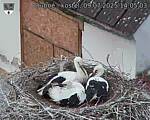 Capi_Dubne_20250709_140503.jpg