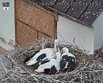 Capi_Dubne_20250709_141002.jpg