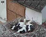 Capi_Dubne_20250709_141503.jpg