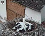 Capi_Dubne_20250709_142003.jpg