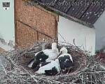 Capi_Dubne_20250709_142502.jpg