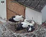 Capi_Dubne_20250709_143003.jpg