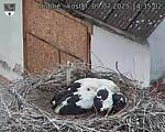 Capi_Dubne_20250709_143503.jpg