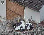 Capi_Dubne_20250709_144002.jpg