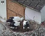 Capi_Dubne_20250709_144503.jpg