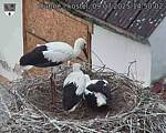 Capi_Dubne_20250709_145002.jpg