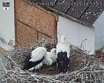 Capi_Dubne_20250709_145503.jpg