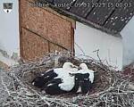Capi_Dubne_20250709_150003.jpg