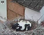 Capi_Dubne_20250709_150502.jpg