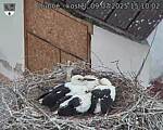 Capi_Dubne_20250709_151002.jpg