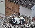 Capi_Dubne_20250709_151503.jpg