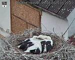 Capi_Dubne_20250709_152003.jpg