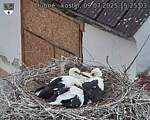 Capi_Dubne_20250709_152503.jpg