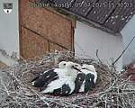 Capi_Dubne_20250709_153003.jpg