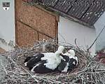 Capi_Dubne_20250709_153502.jpg