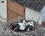 Capi_Dubne_20250709_154003.jpg