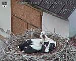 Capi_Dubne_20250709_154503.jpg