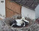 Capi_Dubne_20250709_155003.jpg