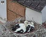 Capi_Dubne_20250709_155503.jpg