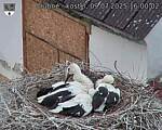 Capi_Dubne_20250709_160002.jpg