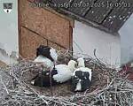 Capi_Dubne_20250709_160503.jpg