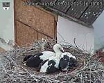 Capi_Dubne_20250709_161003.jpg