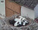 Capi_Dubne_20250709_161502.jpg