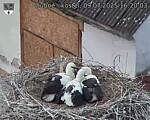 Capi_Dubne_20250709_162003.jpg