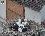 Capi_Dubne_20250709_163003.jpg