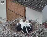 Capi_Dubne_20250709_163502.jpg