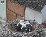 Capi_Dubne_20250709_164003.jpg