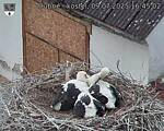 Capi_Dubne_20250709_164502.jpg