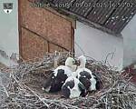 Capi_Dubne_20250709_165002.jpg