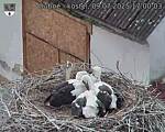 Capi_Dubne_20250709_170003.jpg