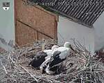 Capi_Dubne_20250709_170503.jpg