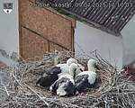 Capi_Dubne_20250709_171003.jpg
