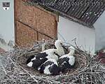 Capi_Dubne_20250709_171503.jpg