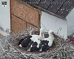 Capi_Dubne_20250709_172002.jpg