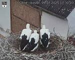 Capi_Dubne_20250709_173003.jpg