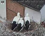 Capi_Dubne_20250709_173503.jpg