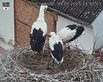 Capi_Dubne_20250709_174003.jpg