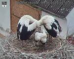 Capi_Dubne_20250709_175003.jpg