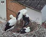 Capi_Dubne_20250709_181503.jpg
